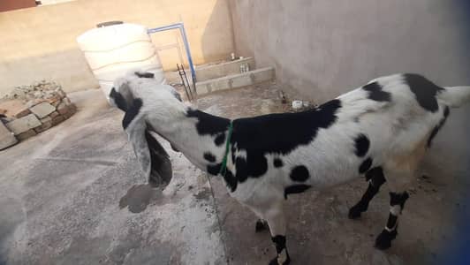 Asli Beetal Bakri For Sale