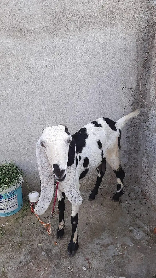 Asli Beetal Bakri For Sale — photo 2