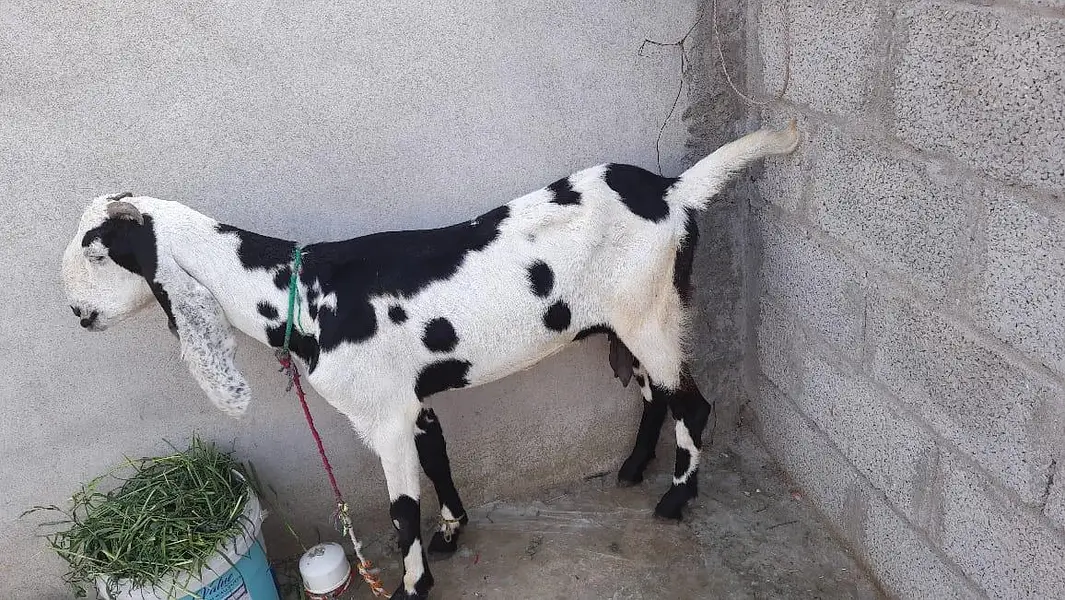 Asli Beetal Bakri For Sale — photo 3