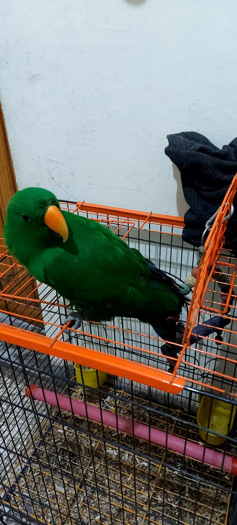 Grand Eclectus Talking parrot — photo 2