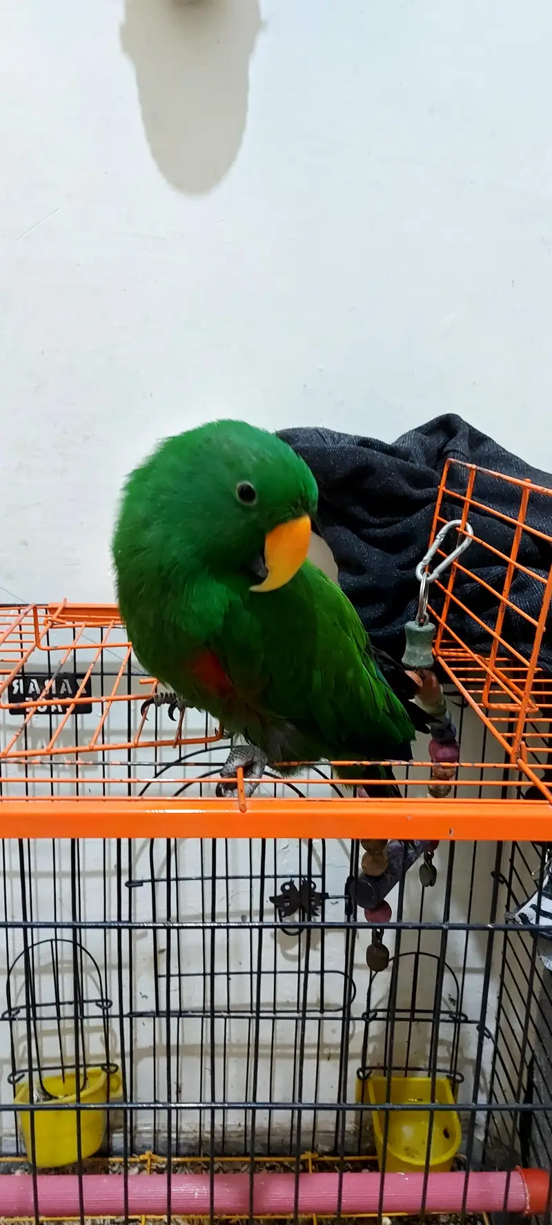 Grand Eclectus Talking parrot — photo 3