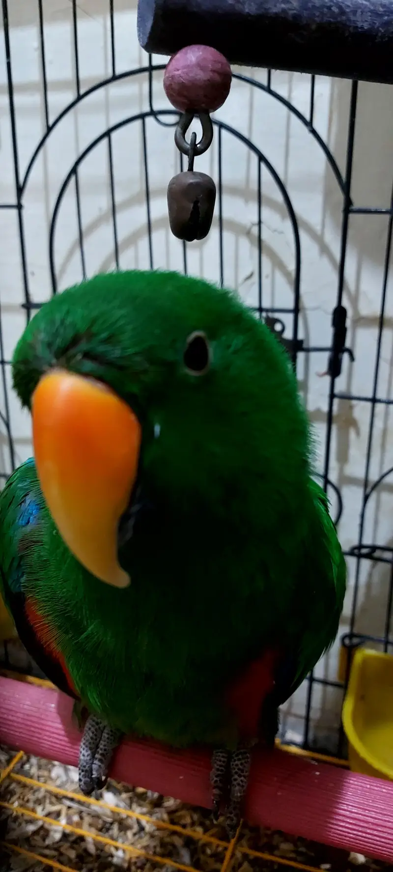 Grand Eclectus Talking parrot — photo 4