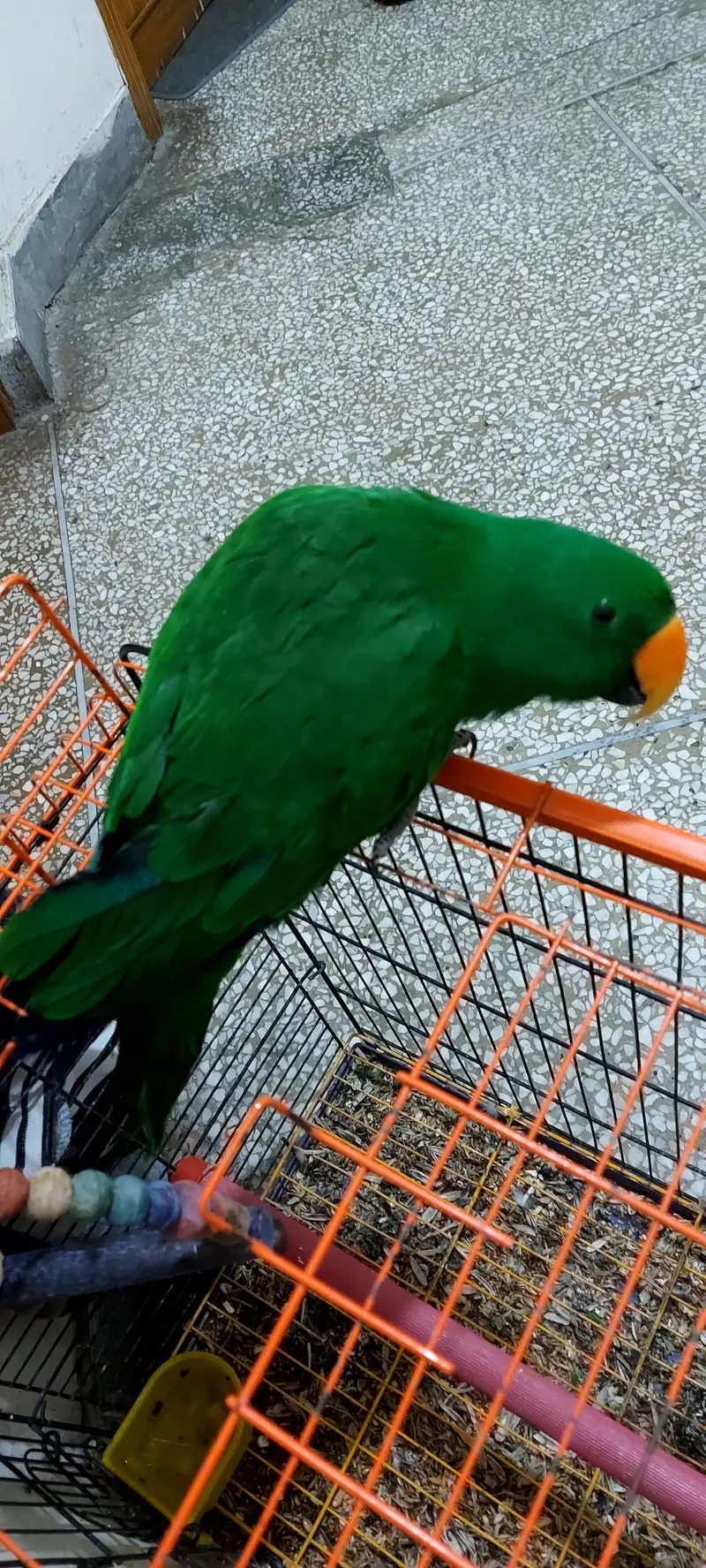 Grand Eclectus Talking parrot — photo 5