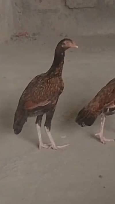 Aseel sadher Hens for sale