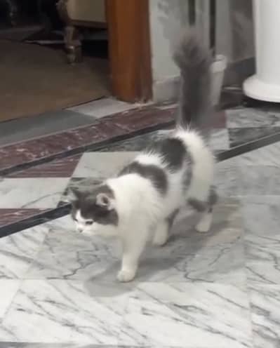 Persian cat