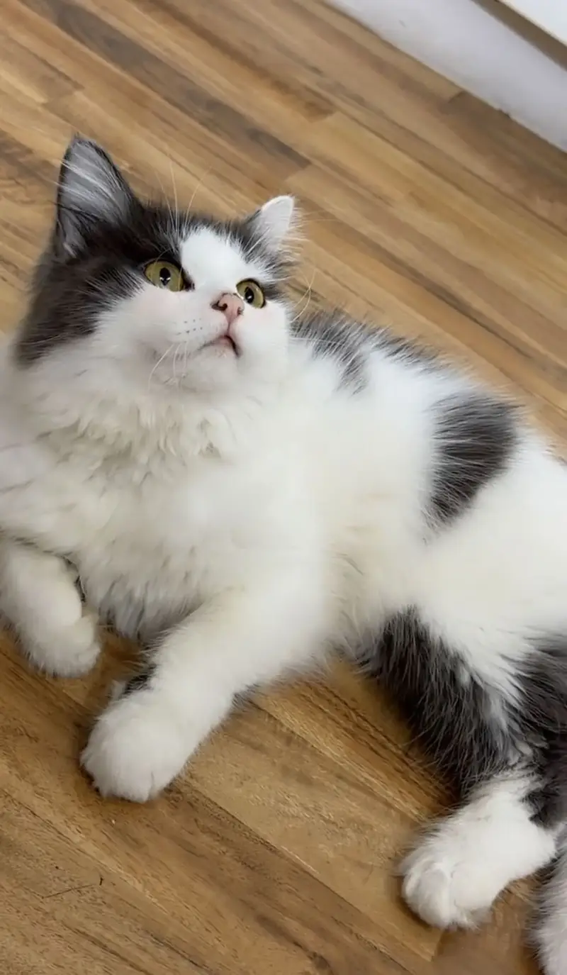 Persian cat — photo 2