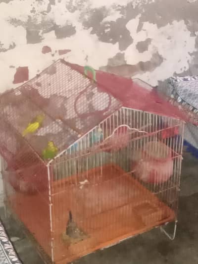 2 pair Hain aik baby with cage hai