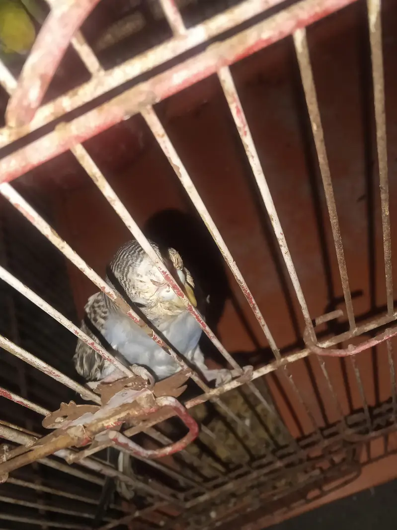 2 pair Hain aik baby with cage hai — photo 2