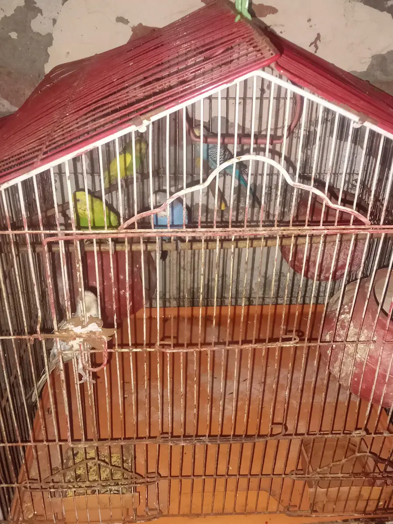 2 pair Hain aik baby with cage hai — photo 3
