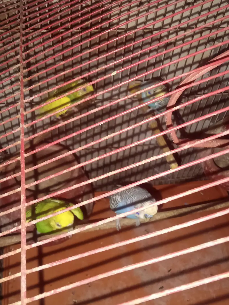 2 pair Hain aik baby with cage hai — photo 4