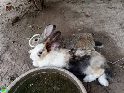healthy rabbit 