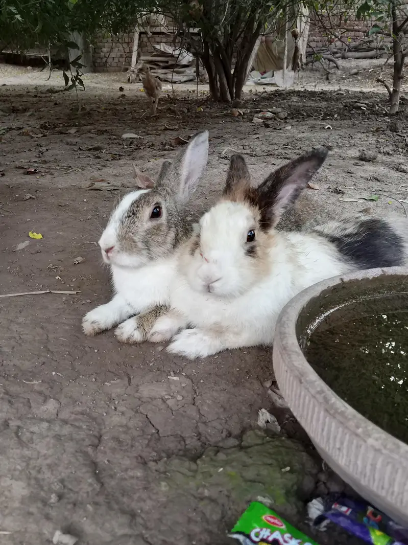 healthy rabbit — photo 2