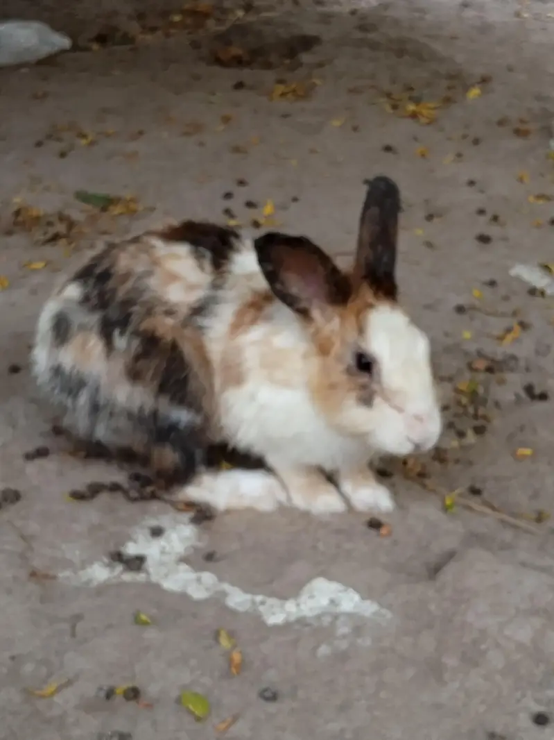 healthy rabbit — photo 3
