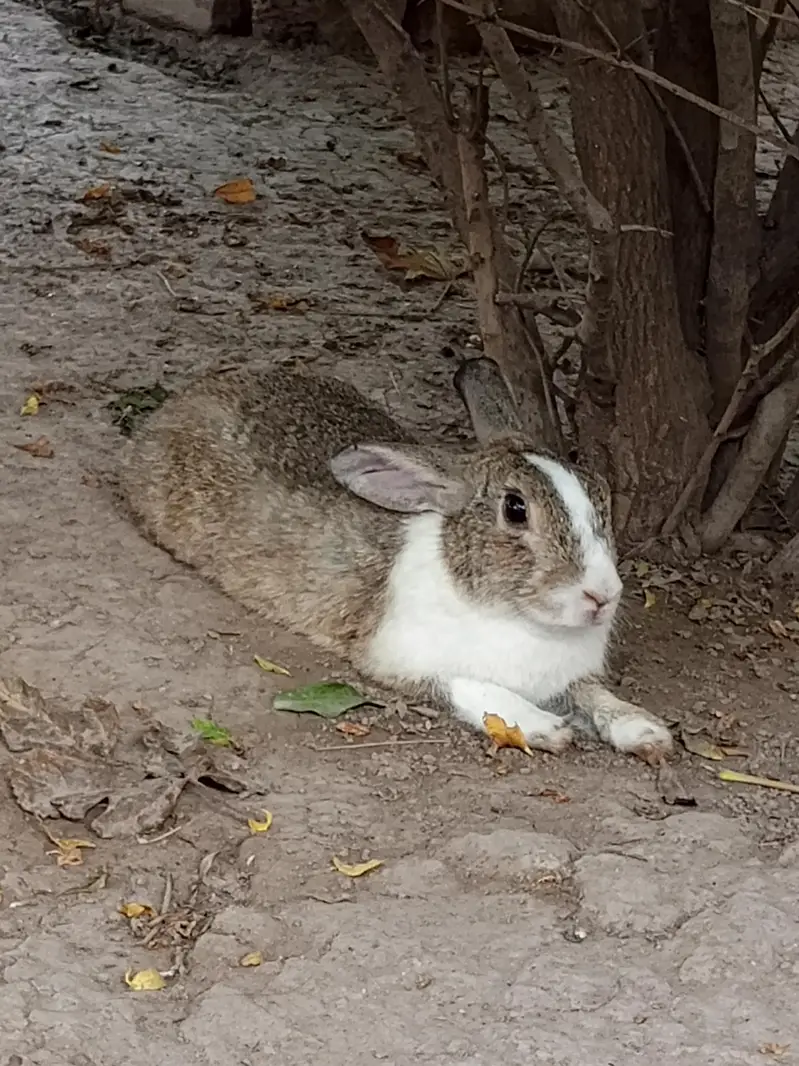 healthy rabbit — photo 4