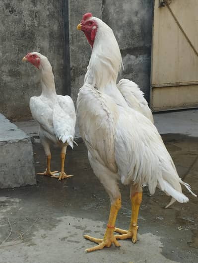 Pure White shamo