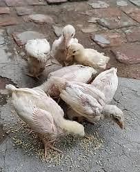 Aseel Heera chicks