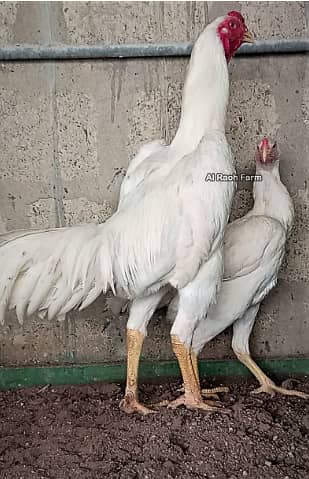 German O shamo Breeder Pair