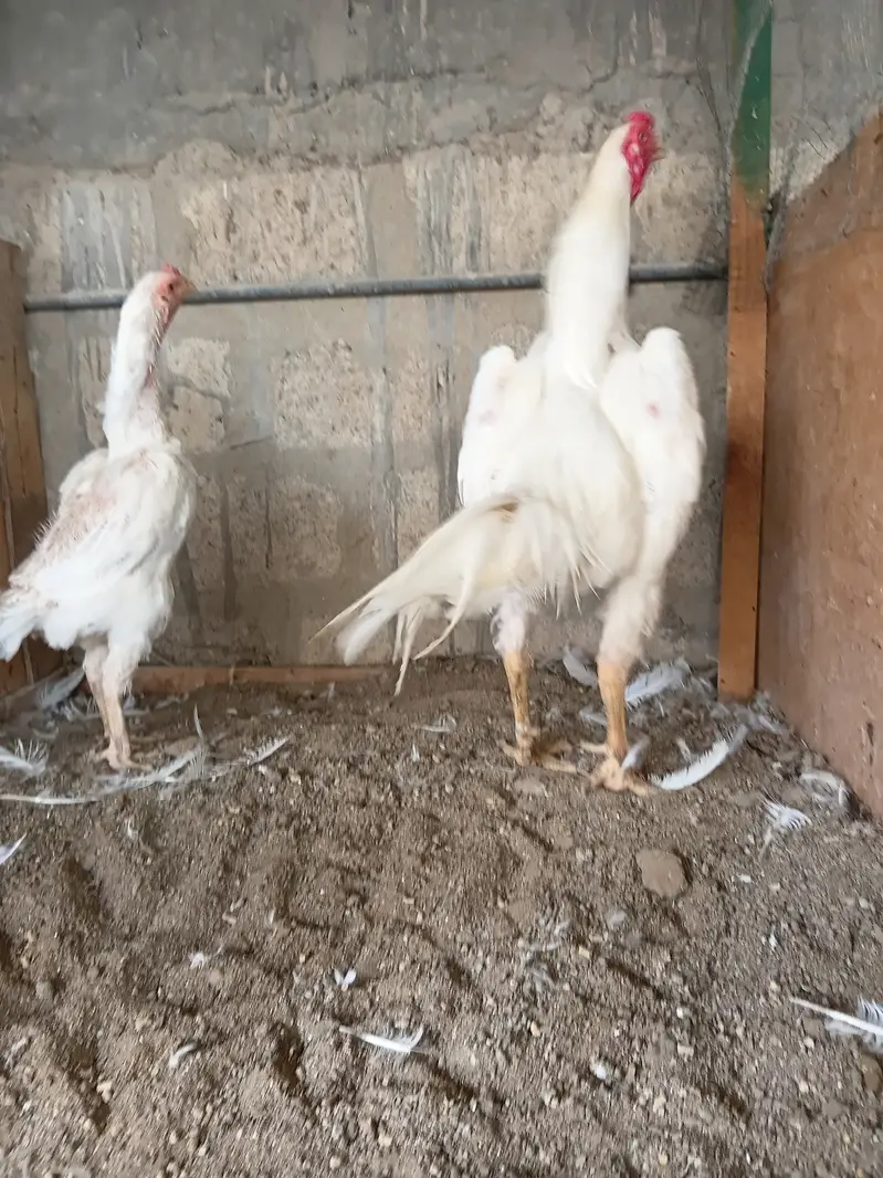 German O shamo Breeder Pair — photo 2