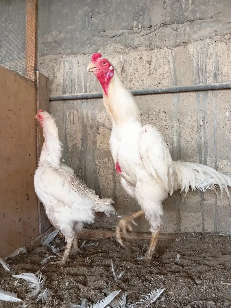 German O shamo Breeder Pair — photo 3