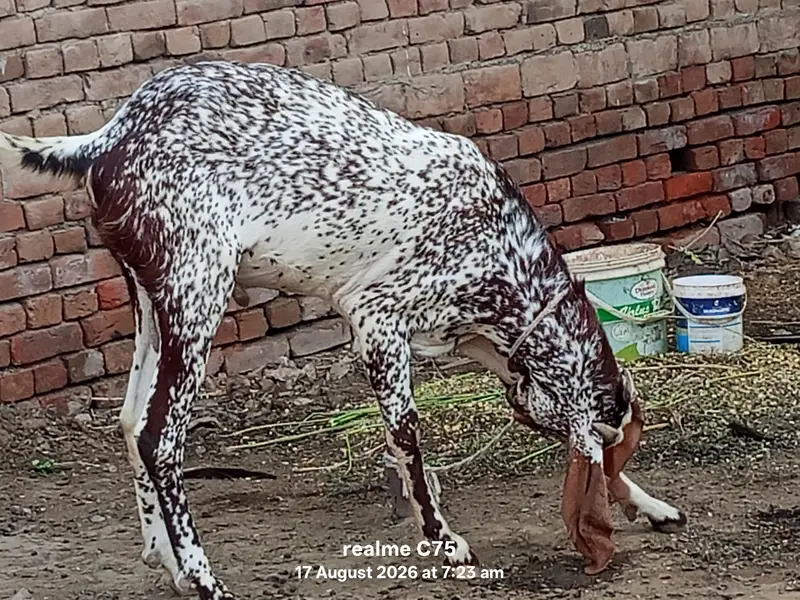 urgent for sale — photo 2