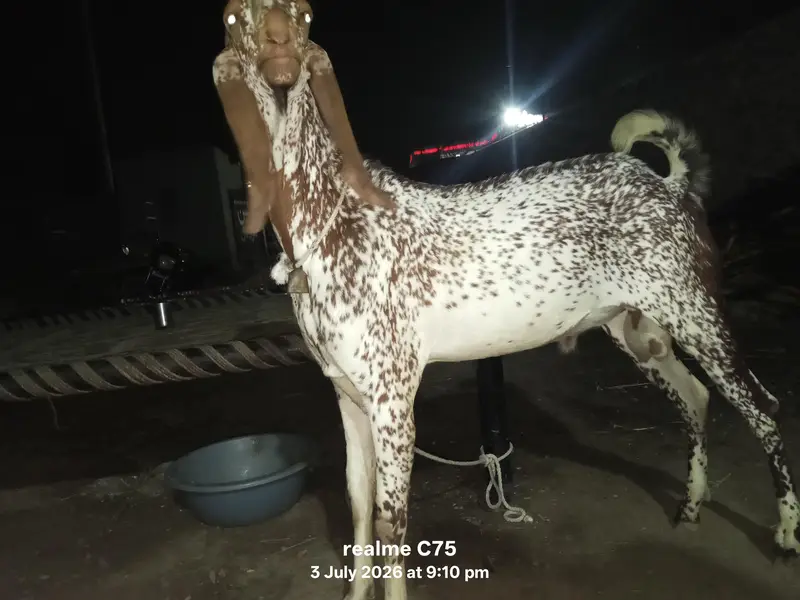 urgent for sale — photo 4