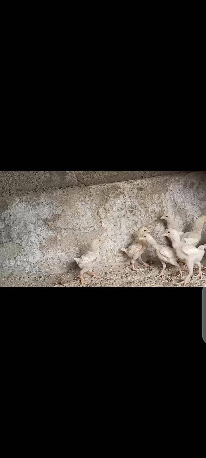 Aseel chicks 1