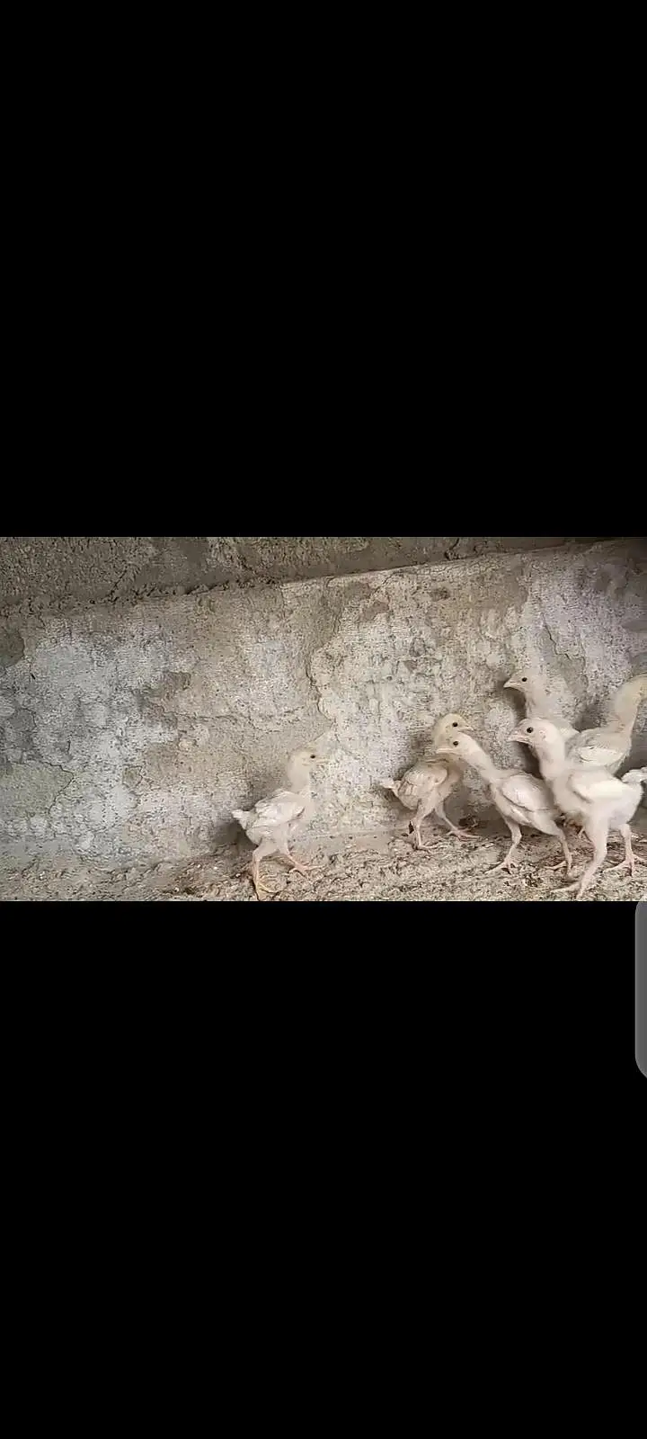 Aseel chicks — photo 2