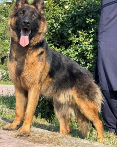 Pure German Shepherd