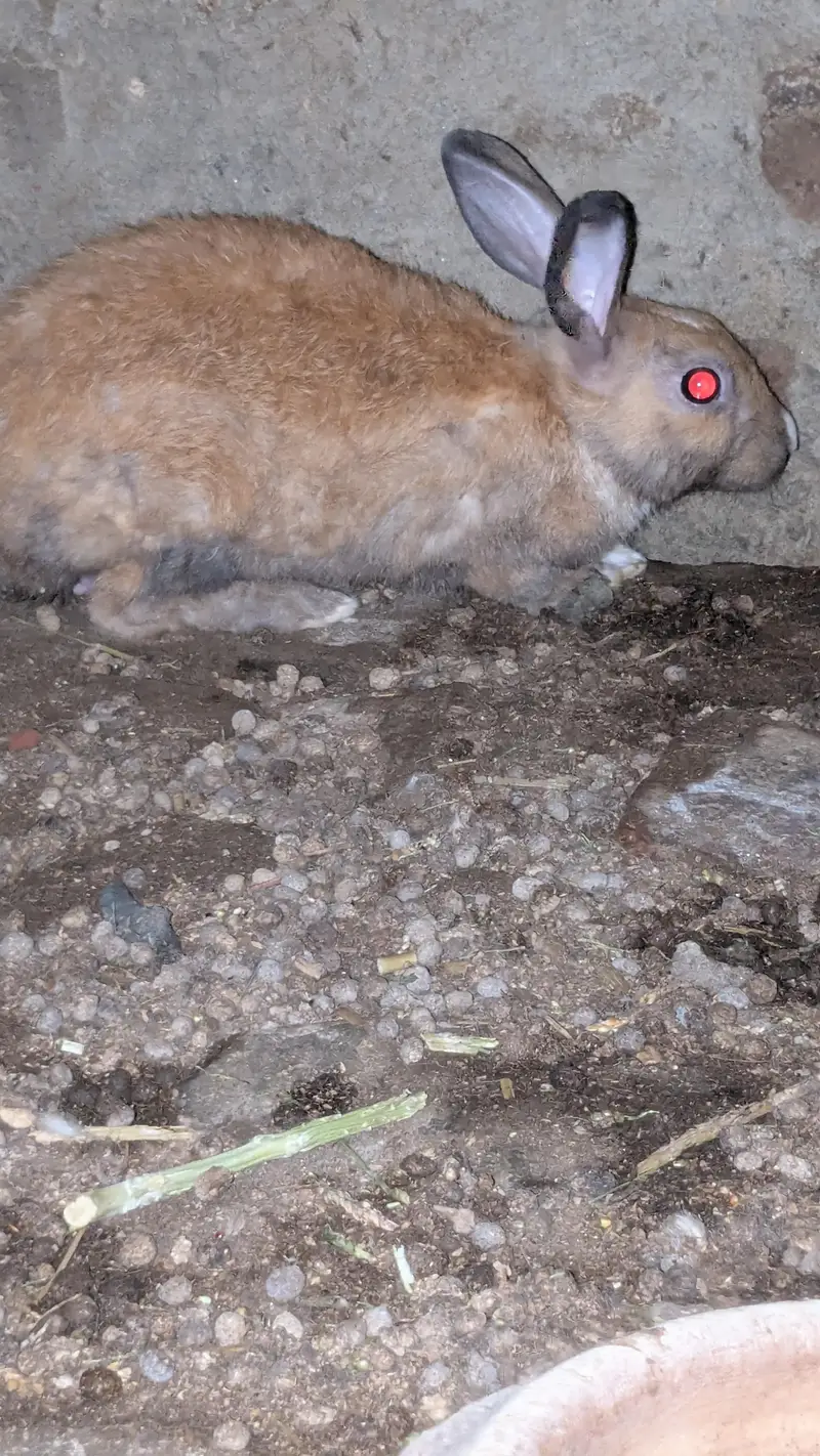 rabbit