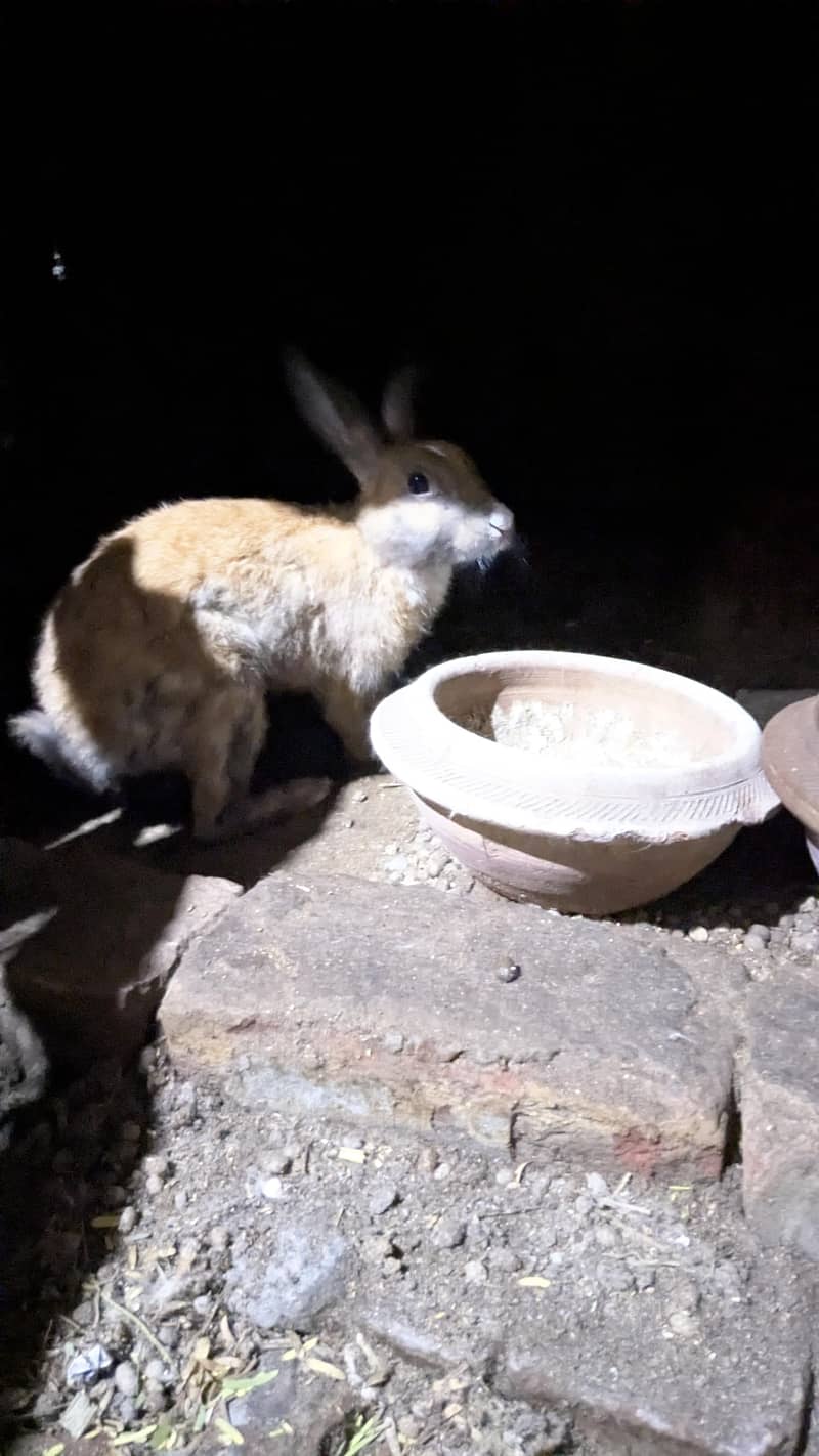 rabbit 1