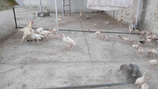 Aseel chicks
