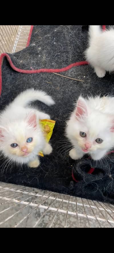 Persian kittens