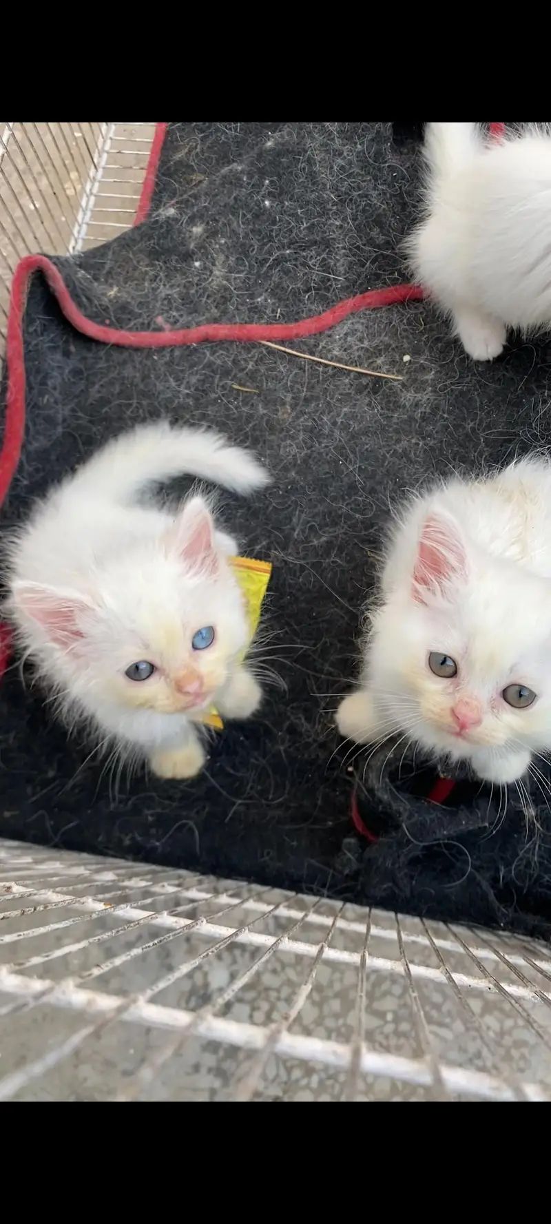Persian kittens — photo 2