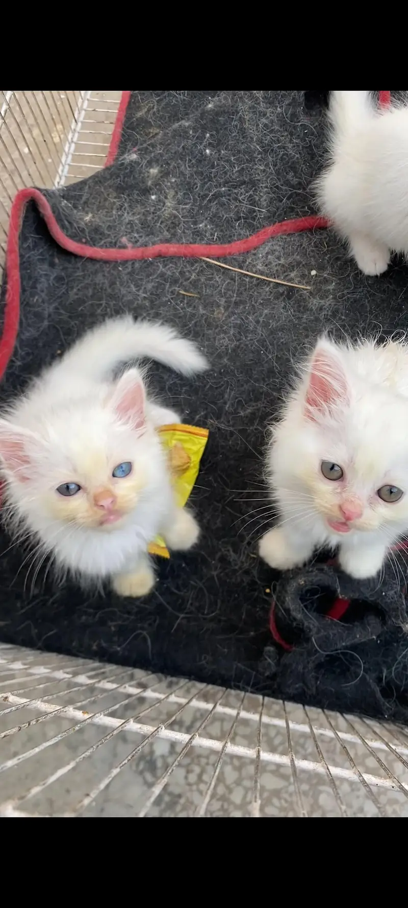Persian kittens — photo 3