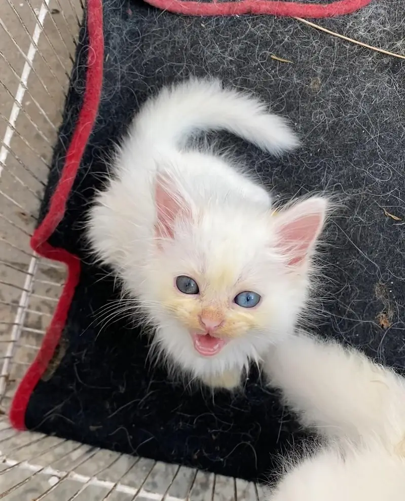 Persian kittens — photo 4