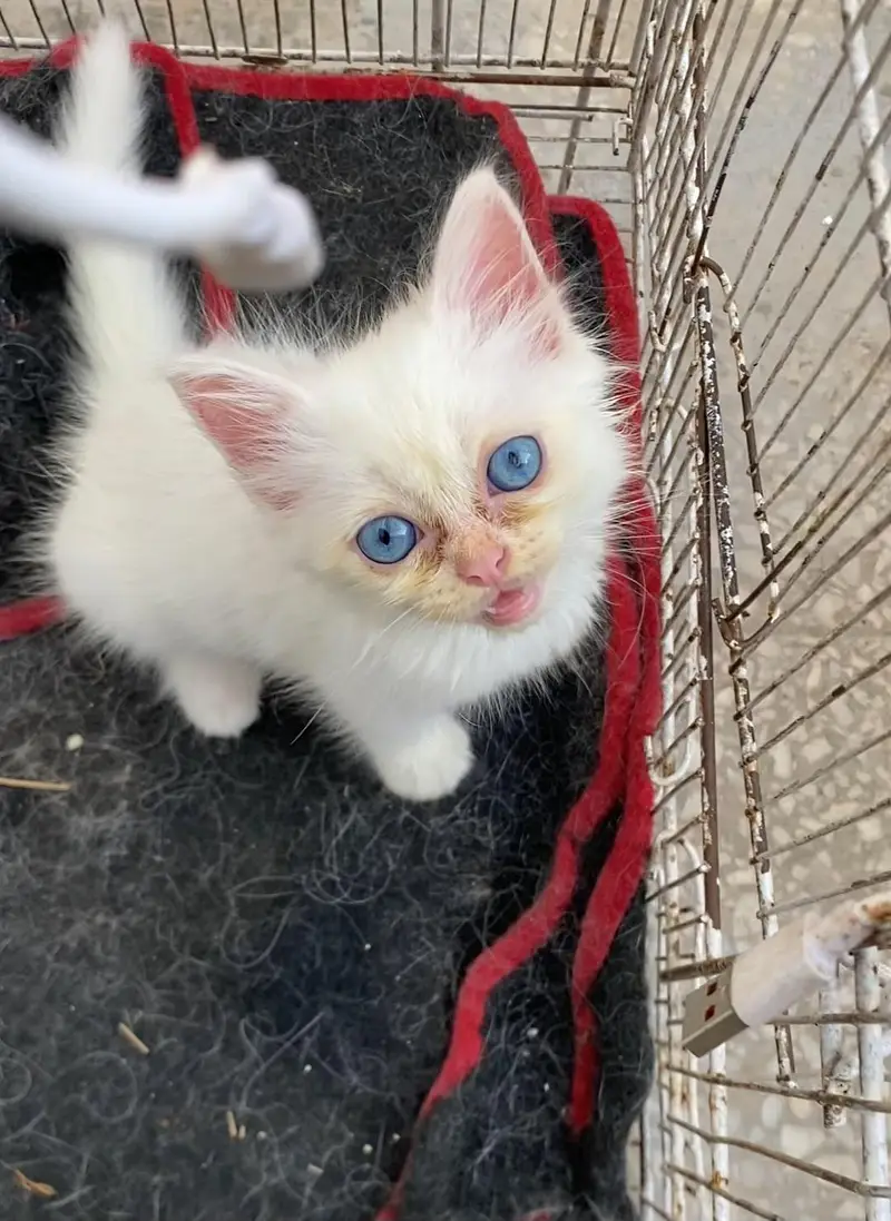 Persian kittens — photo 5