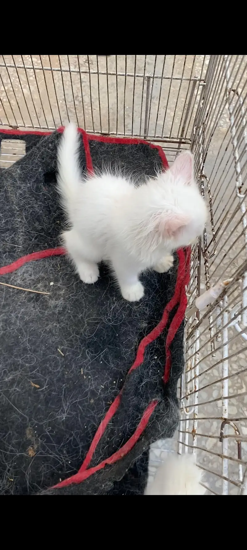 Persian kittens — photo 6