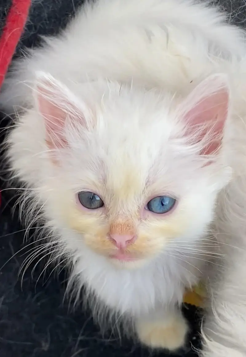 Persian kittens — photo 7