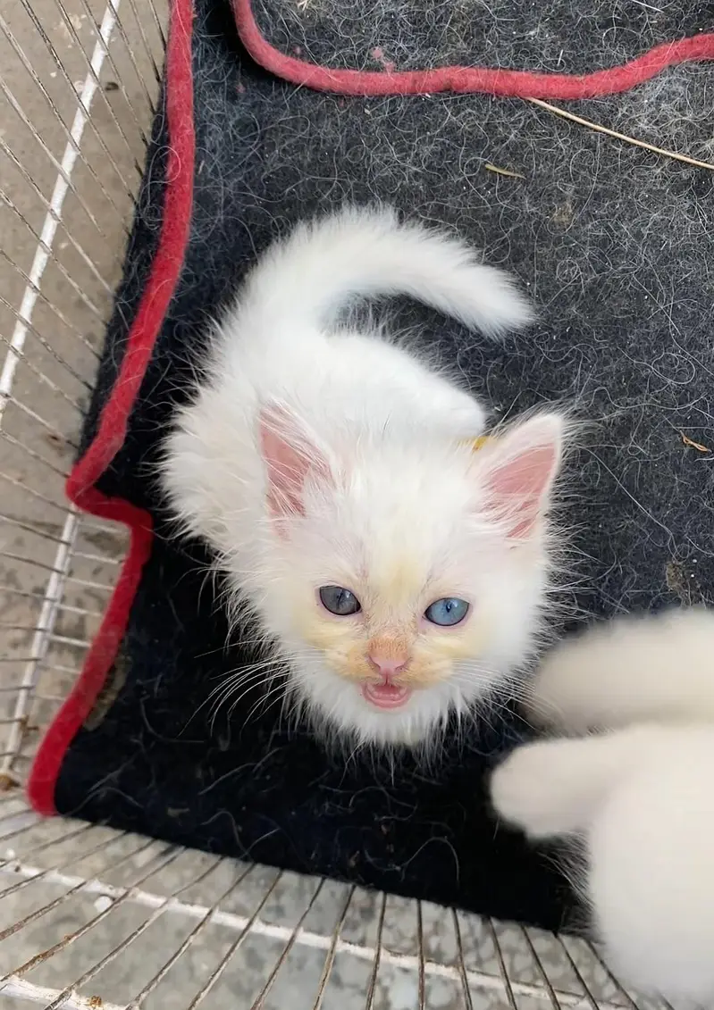 Persian kittens — photo 8