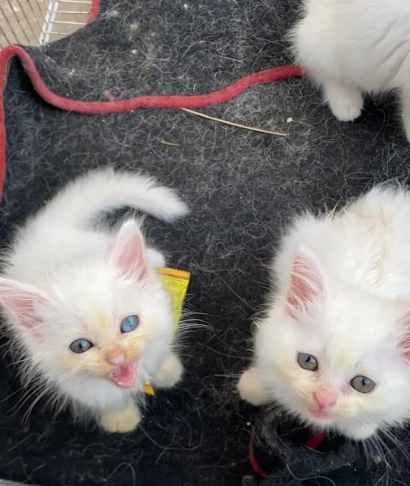 Persian kittens — photo 9