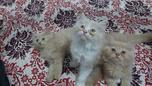 Cats | Billi | Triple coat kittens | Persian Kittens | Kitty | Persia