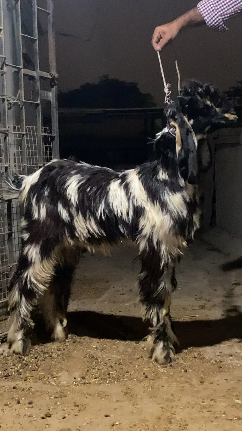 Teddy and Nachi males and females — photo 4