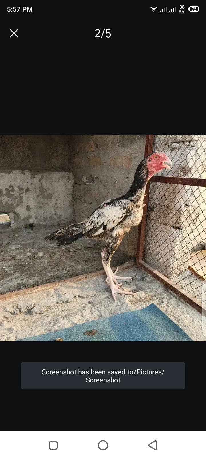 Aseel Patha 0