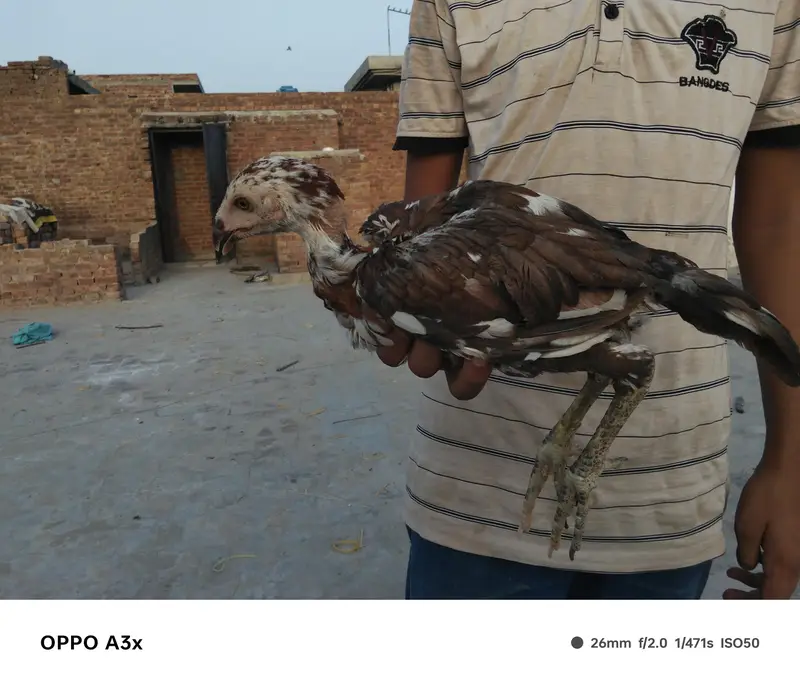 aseel walaiti x Pakistani — photo 2