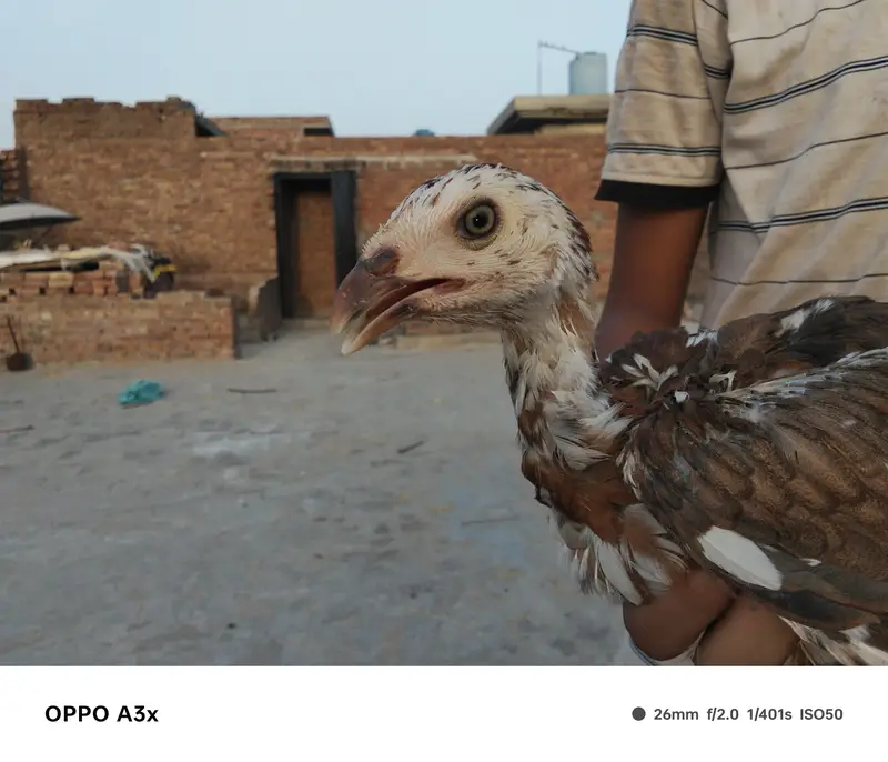 aseel walaiti x Pakistani — photo 3