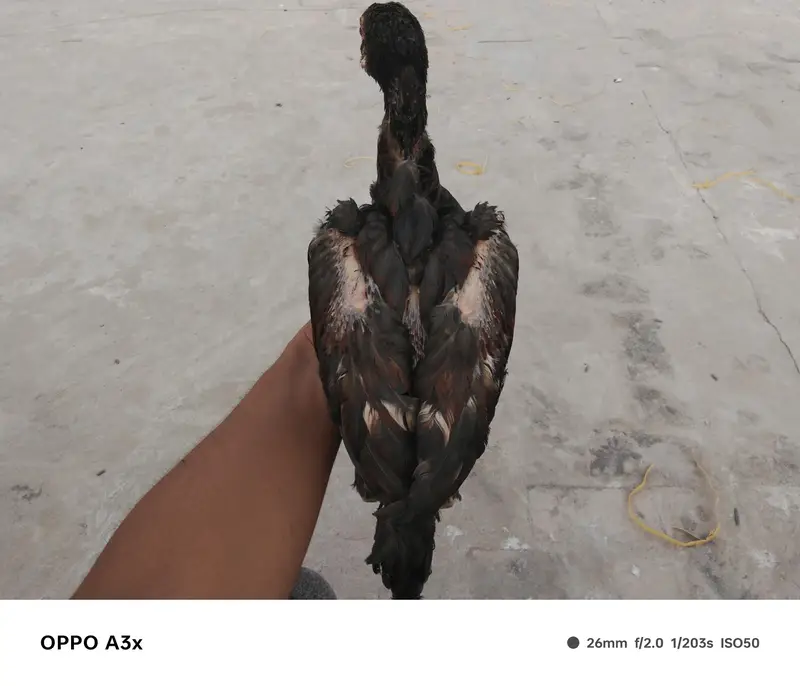 aseel walaiti x Pakistani — photo 5
