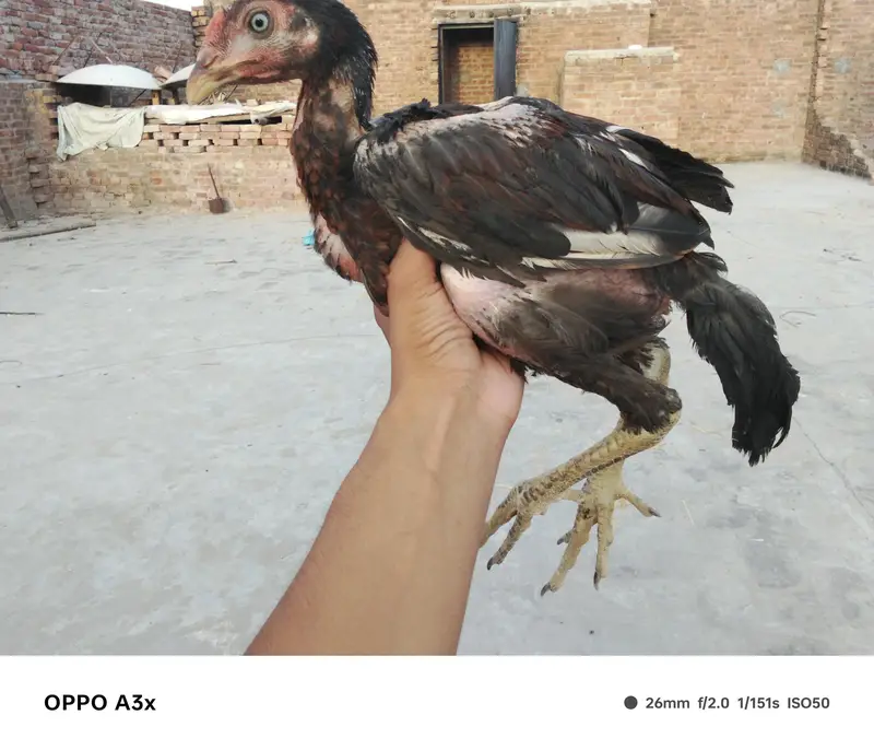 aseel walaiti x Pakistani — photo 6