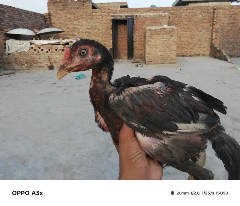 aseel walaiti x Pakistani — photo 7