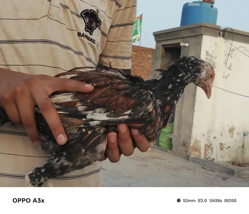 aseel walaiti x Pakistani — photo 8