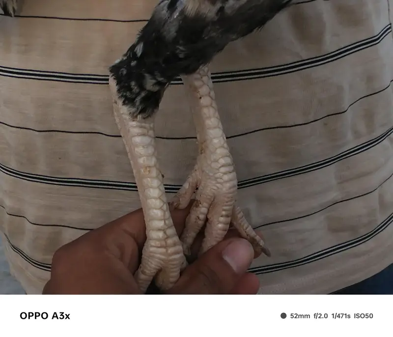 aseel walaiti x Pakistani — photo 9